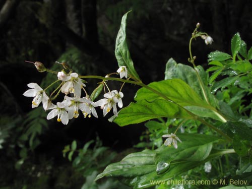 Lysimachia sertulata的照片