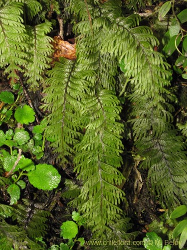 Image of Hymenophyllum pectinatum (). Click to enlarge parts of image.