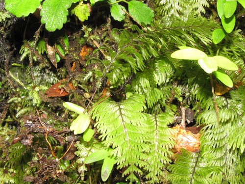 Image of Hymenophyllum pectinatum (). Click to enlarge parts of image.