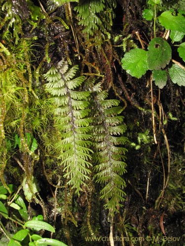 Image of Hymenophyllum pectinatum (). Click to enlarge parts of image.