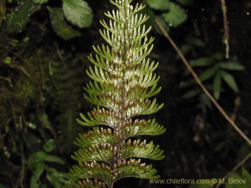 Image of Hymenophyllum pectinatum (). Click to enlarge parts of image.