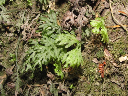 Hymenophyllum caudiculatum var. Productum的照片