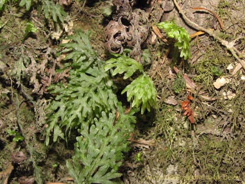 Hymenophyllum caudiculatum var. Productum的照片