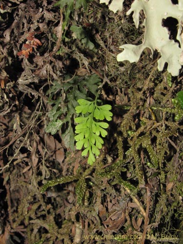 Asplenium dareoides의 사진