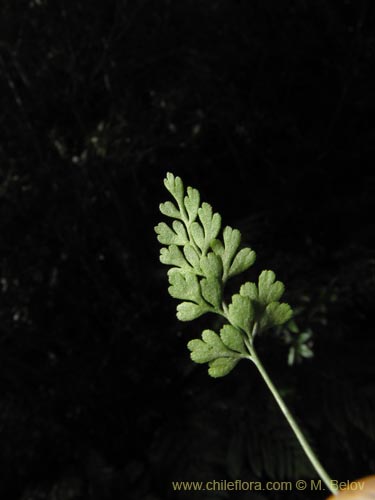 Bild von Asplenium dareoides (). Klicken Sie, um den Ausschnitt zu vergrössern.