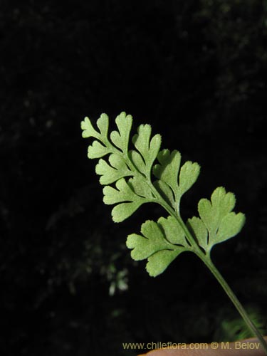 Imágen de Asplenium dareoides (). Haga un clic para aumentar parte de imágen.