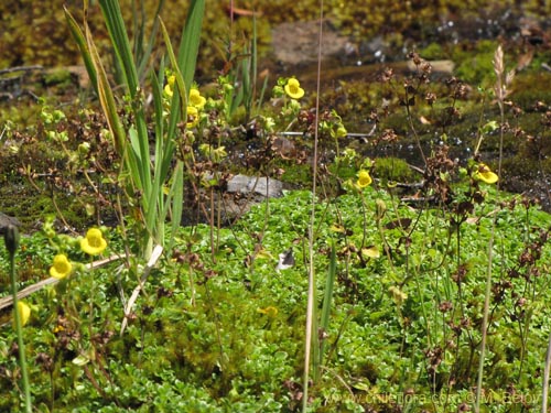 Фотография Calceolaria tenella (). Щелкните, чтобы увеличить вырез.