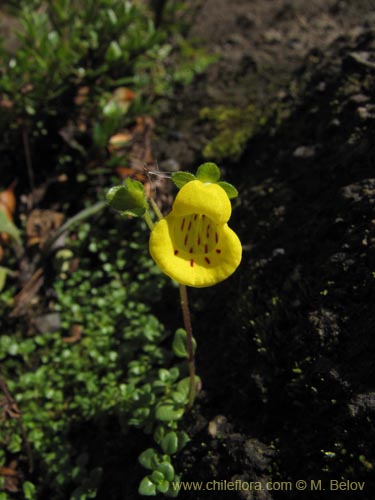 Image of Calceolaria tenella (). Click to enlarge parts of image.