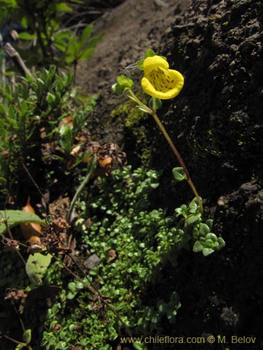 Bild von Calceolaria tenella (). Klicken Sie, um den Ausschnitt zu vergrössern.