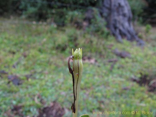 未確認の植物種 sp. #2188の写真