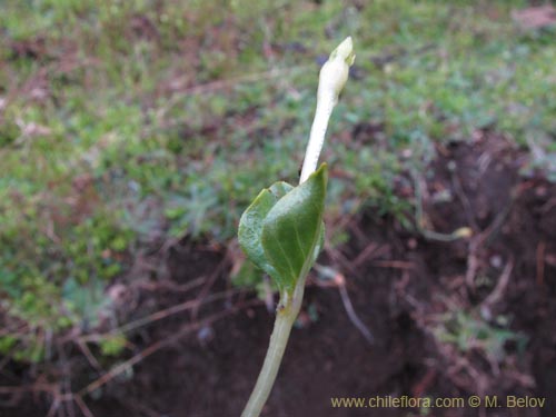 Imágen de Planta no identificada sp. #2188 (). Haga un clic para aumentar parte de imágen.