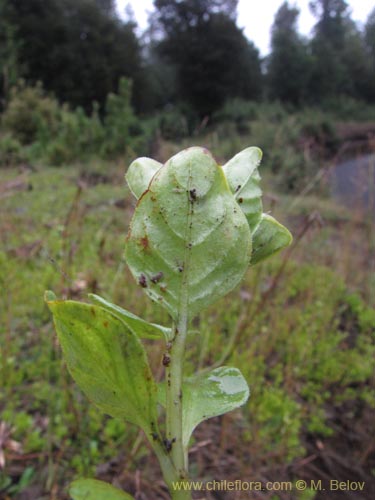 Imágen de Planta no identificada sp. #2188 (). Haga un clic para aumentar parte de imágen.