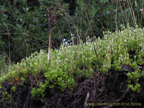 未確認の植物種 sp. #2188の写真