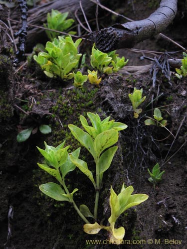 Imágen de Planta no identificada sp. #2188 (). Haga un clic para aumentar parte de imágen.