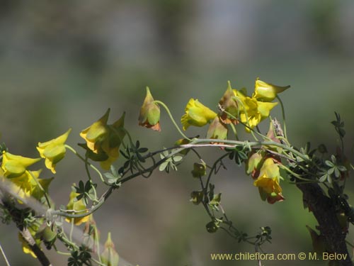 Image of Tropaeolum sp. (). Click to enlarge parts of image.