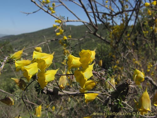 Bild von Tropaeolum nuptae-jucundae (). Klicken Sie, um den Ausschnitt zu vergrössern.