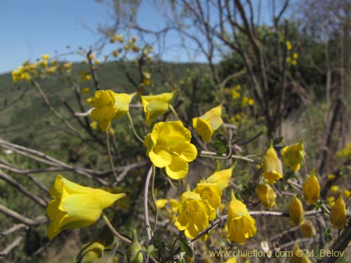 Bild von Tropaeolum nuptae-jucundae (). Klicken Sie, um den Ausschnitt zu vergrössern.