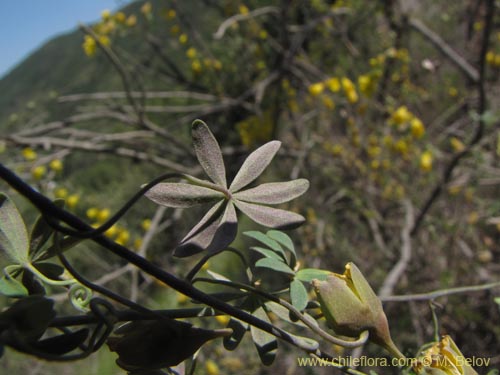 Image of Tropaeolum nuptae-jucundae (). Click to enlarge parts of image.