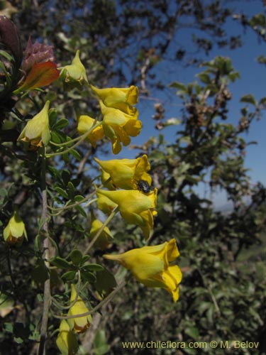 Фотография Tropaeolum nuptae-jucundae (). Щелкните, чтобы увеличить вырез.