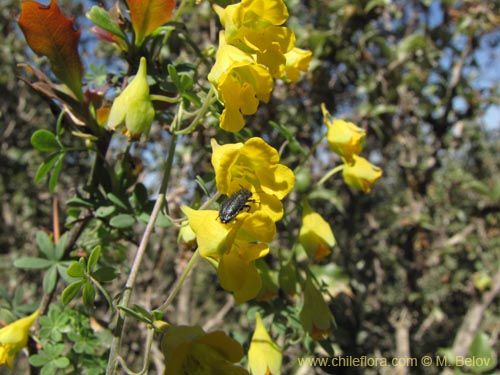 Bild von Tropaeolum nuptae-jucundae (). Klicken Sie, um den Ausschnitt zu vergrössern.