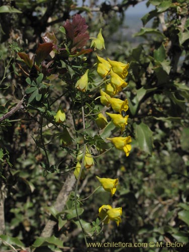 Фотография Tropaeolum nuptae-jucundae (). Щелкните, чтобы увеличить вырез.