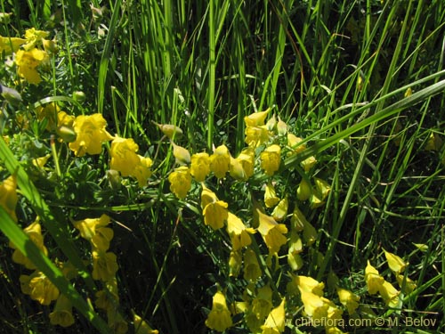 Фотография Tropaeolum nuptae-jucundae (). Щелкните, чтобы увеличить вырез.