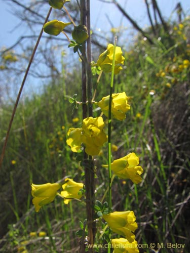 Фотография Tropaeolum nuptae-jucundae (). Щелкните, чтобы увеличить вырез.