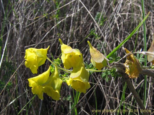 Bild von Tropaeolum nuptae-jucundae (). Klicken Sie, um den Ausschnitt zu vergrössern.