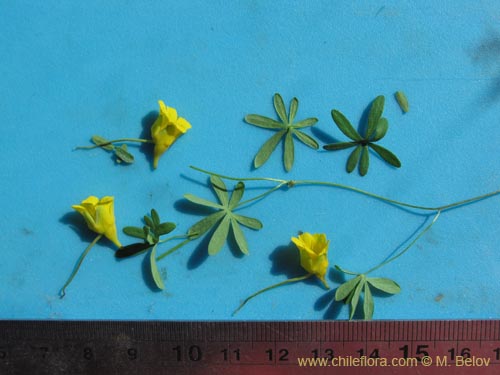 Фотография Tropaeolum nuptae-jucundae (). Щелкните, чтобы увеличить вырез.