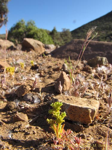 Imágen de Planta no identificada sp. #2228 (). Haga un clic para aumentar parte de imágen.