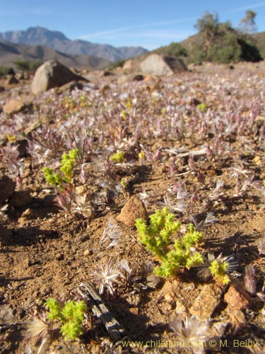 Image of Unidentified Plant sp. #2228 (). Click to enlarge parts of image.