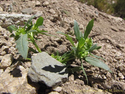 Фотография Calycera sessiliflora (). Щелкните, чтобы увеличить вырез.