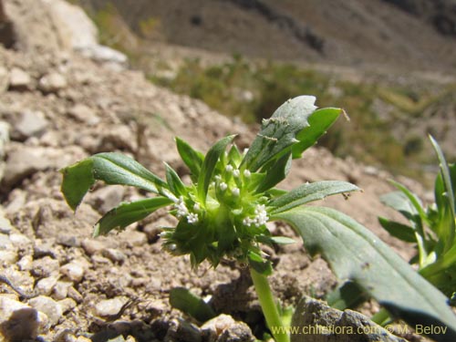 Imágen de Calycera sessiliflora (). Haga un clic para aumentar parte de imágen.