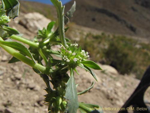 Imágen de Calycera sessiliflora (). Haga un clic para aumentar parte de imágen.