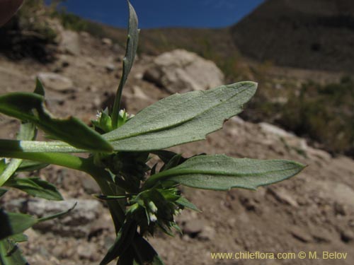 Imágen de Calycera sessiliflora (). Haga un clic para aumentar parte de imágen.