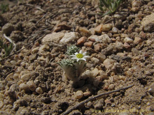 Imágen de Chaetanthera sp. #2225 (). Haga un clic para aumentar parte de imágen.