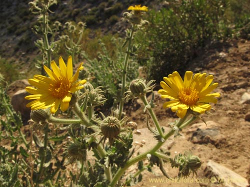 Bild von Senecio sp. #2230 (). Klicken Sie, um den Ausschnitt zu vergrössern.