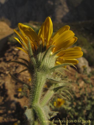 Senecio sp. #2230の写真