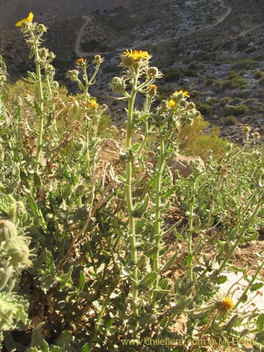 Bild von Senecio sp. #2230 (). Klicken Sie, um den Ausschnitt zu vergrössern.