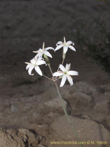 Bild von Leucocoryne sp. #2226 (). Klicken Sie, um den Ausschnitt zu vergrössern.