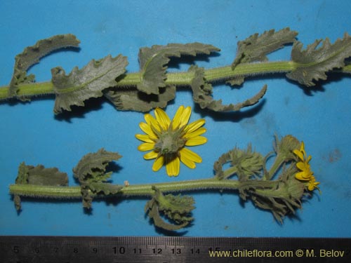 Image of Senecio sp. #2230 (). Click to enlarge parts of image.