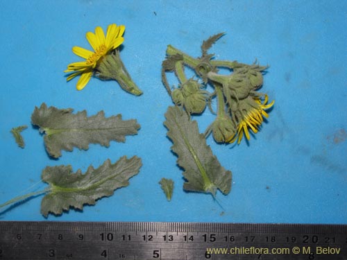 Image of Senecio sp. #2230 (). Click to enlarge parts of image.