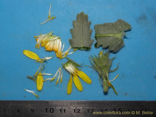 Image of Senecio sp. #2230 (). Click to enlarge parts of image.