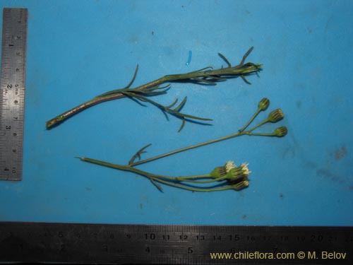 Image of Senecio sp. #2231 (). Click to enlarge parts of image.