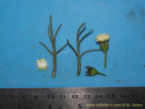 Image of Senecio sp. #2231 (). Click to enlarge parts of image.