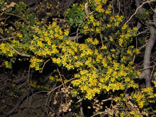 Image of Larrea nitida (Jarrilla). Click to enlarge parts of image.