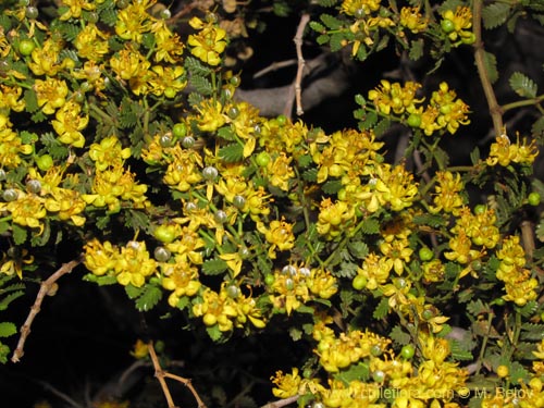 Image of Larrea nitida (Jarrilla). Click to enlarge parts of image.