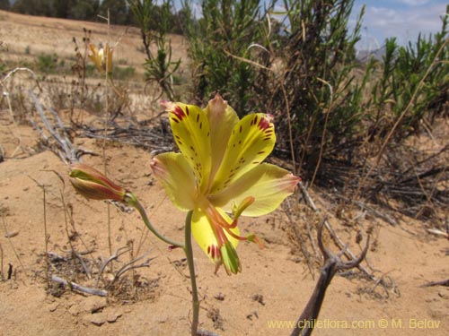 Alstroemeria kingiiの写真