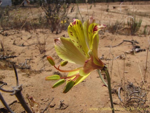 Фотография Alstroemeria kingii (). Щелкните, чтобы увеличить вырез.