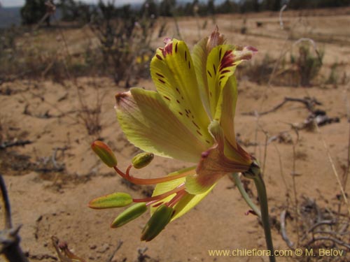 Alstroemeria kingii的照片